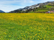 Alpsee08