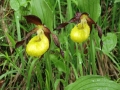 ng01