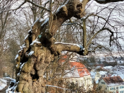 Bonlanden07