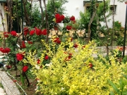 CIMG2613
