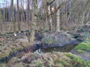 Maselheim04