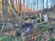 Maselheim05