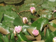 CIMG0354