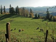 Spießeck
