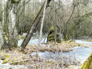 Wurzach03